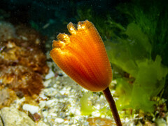 Sycozoa