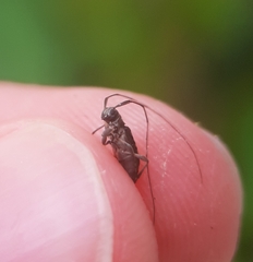 Hyperplatys maculatus