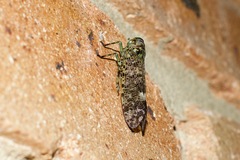 Fulgoroidea
