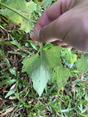 Rubus reflexus