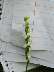 Spiranthes casei casei