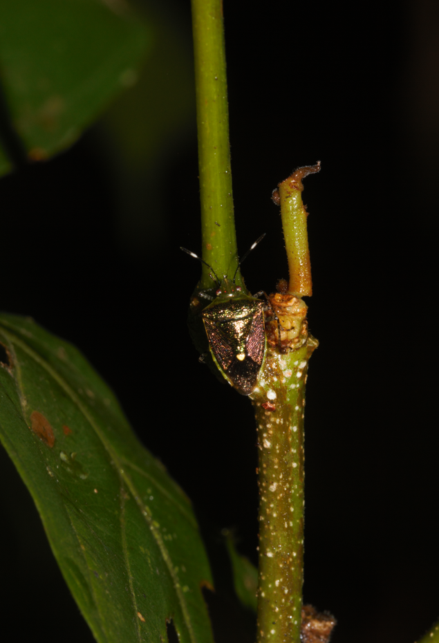 Mormidea speciosa