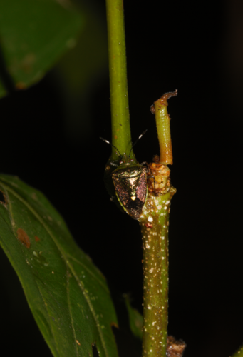 Mormidea speciosa