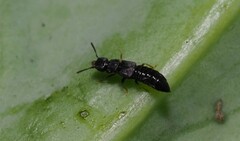 Staphylinidae