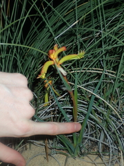 Anigozanthos humilis