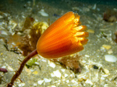 Sycozoa