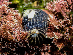 Austrocochlea porcata