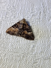 Aporoctena scierodes