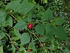 Lycianthes biflora