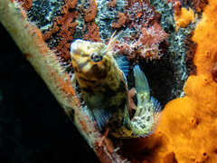 Parablennius tasmanianus