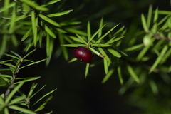 Leptecophylla juniperina