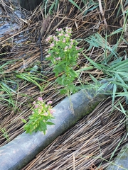 Pluchea odorata succulenta