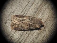 Agrotis bigramma