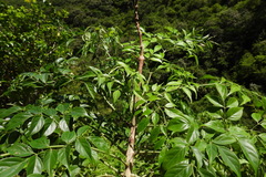 Radermachera sinica