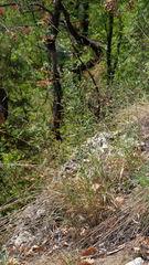 Cleistogenes serotina