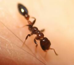 Pseudomyrmex ejectus