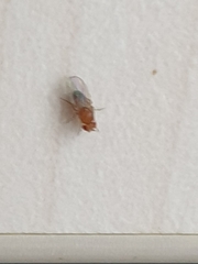 Drosophila