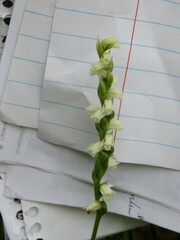 Spiranthes casei casei