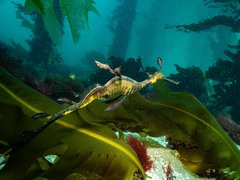 Phyllopteryx taeniolatus