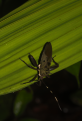 Molchina hopei