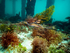 Phyllopteryx taeniolatus