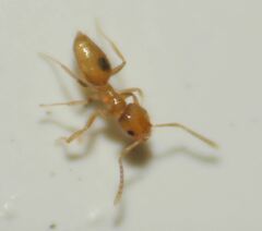 Brachymyrmex minutus