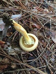 Pleuroflammula multifolia