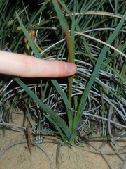 Anigozanthos humilis