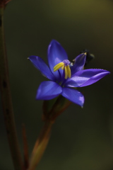 Aristea ecklonii