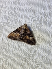 Aporoctena scierodes