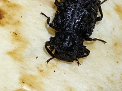 Bolitotherus cornutus