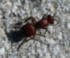 Pseudomethoca sanbornii