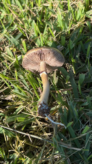 Psilocybe cubensis