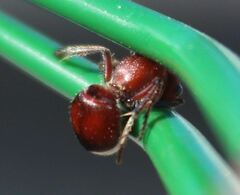 Pseudomethoca sanbornii