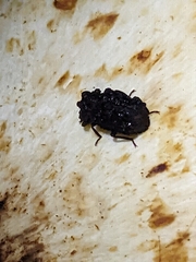 Bolitotherus cornutus