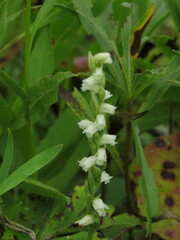 Spiranthes casei casei