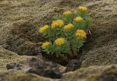 Rhodiola rosea