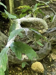 Grylloprociphilus imbricator