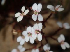 Stylidium kalbarriense