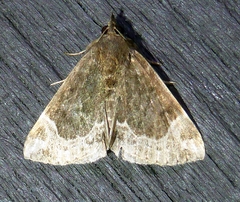 Hypena abalienalis