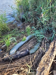 Pluchea odorata succulenta