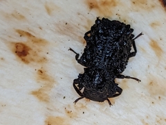 Bolitotherus cornutus