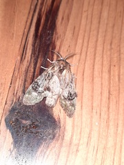 Noctuoidea