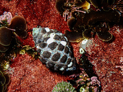 Tenguella marginalba