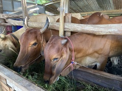 Bos taurus