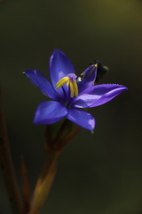 Aristea ecklonii