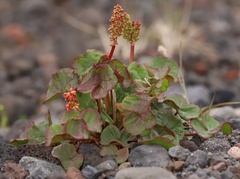 Oxyria digyna