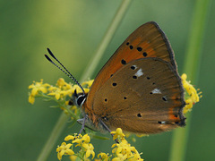 Lycaena virgaureae