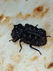 Bolitotherus cornutus