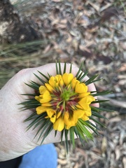 Pultenaea stipularis